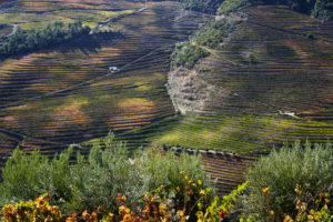 vineyards, steep terraces, Douro Valley, Portugal vineyards, steep terraces, Douro Valley, Portugal